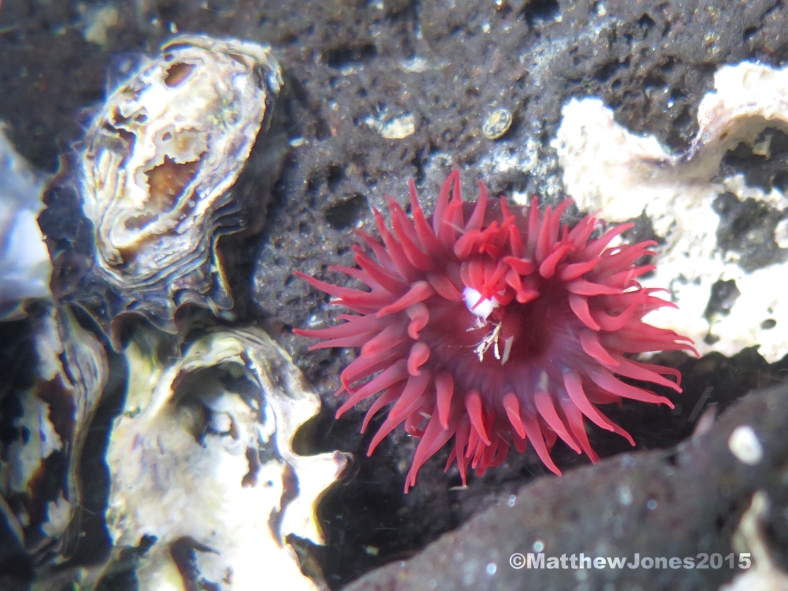 Red warratah anemone