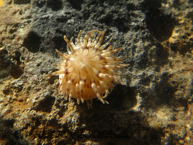 Pedunculate anemone - Isoparactis ferax