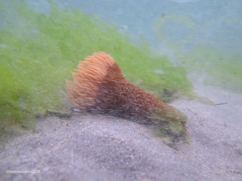 Wandering anemone